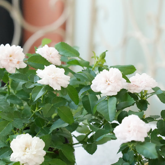 ミニ薔薇【グリーンアイス】開花見込み株