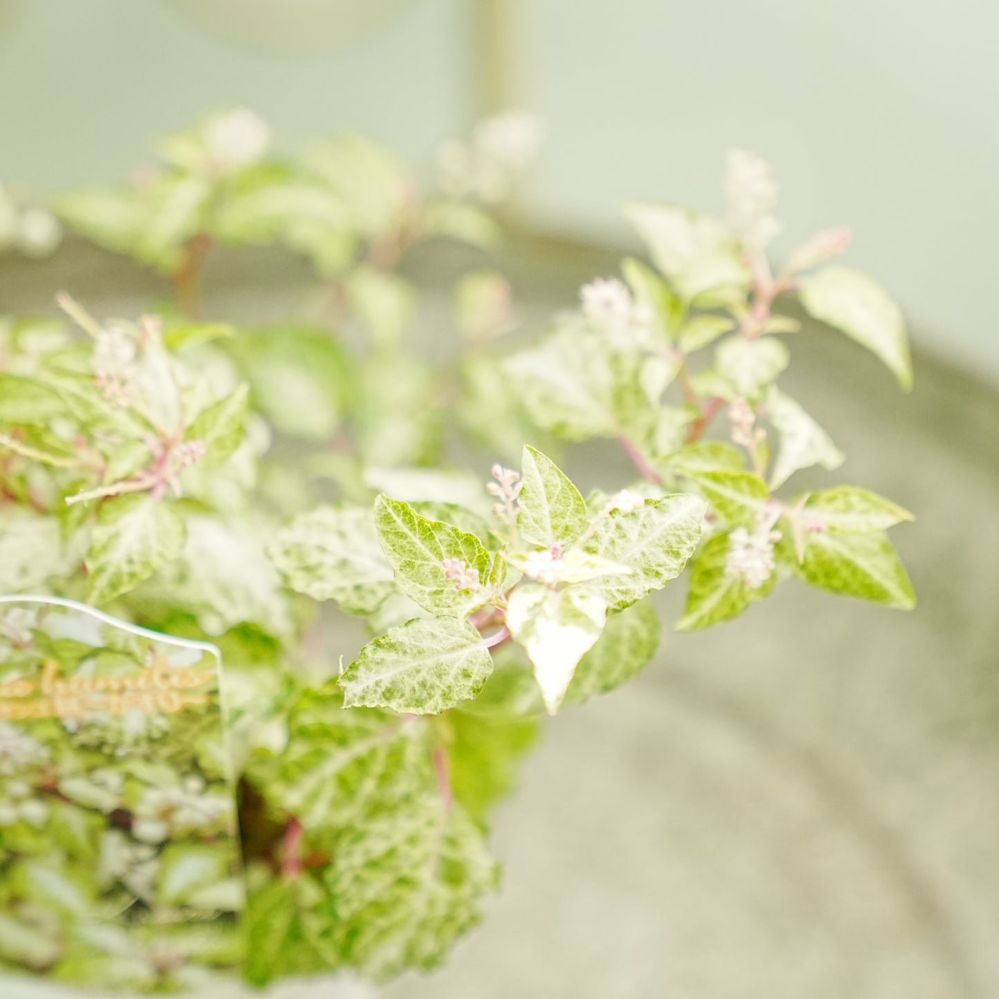 花越さん生産　斑入りジュズサンゴ【かすり】寄せ植えに使いやすいコンパクトなサイズ！