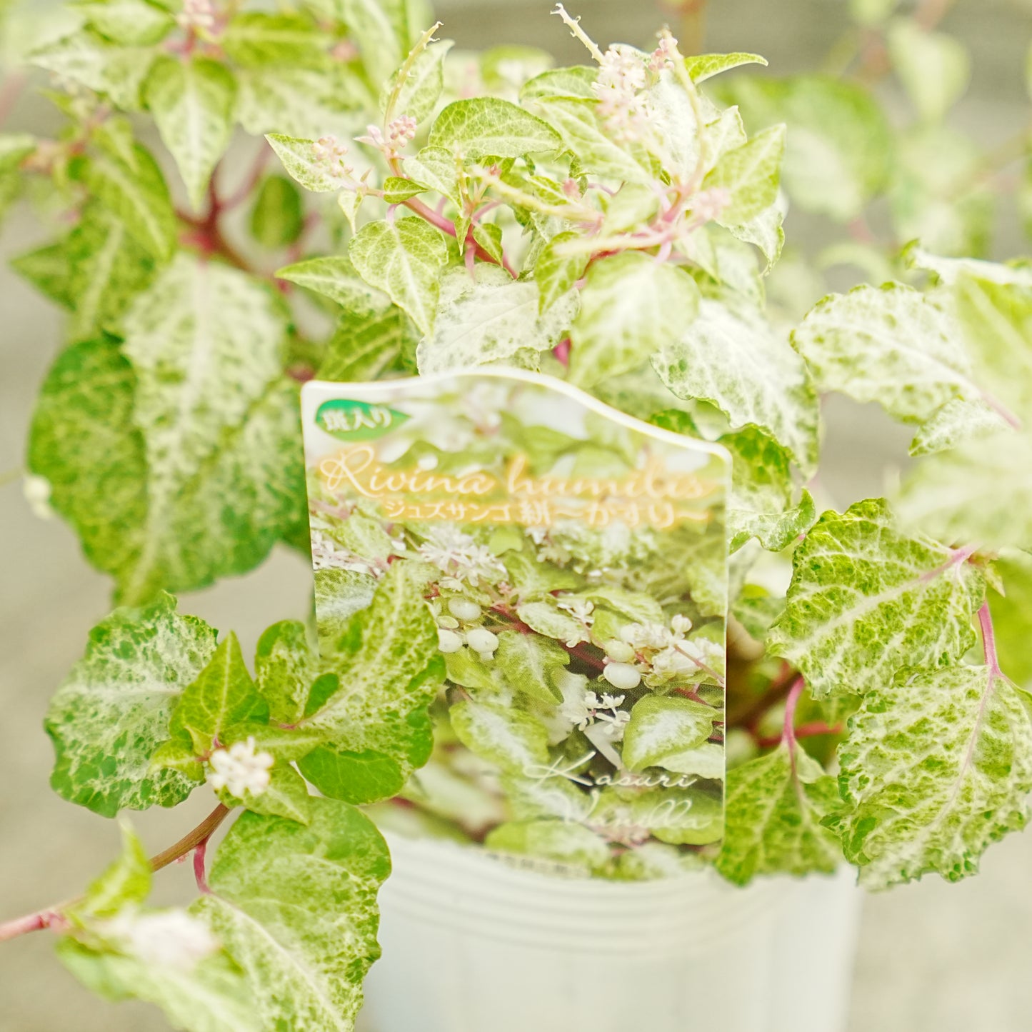 花越さん生産　斑入りジュズサンゴ【かすり】寄せ植えに使いやすいコンパクトなサイズ！