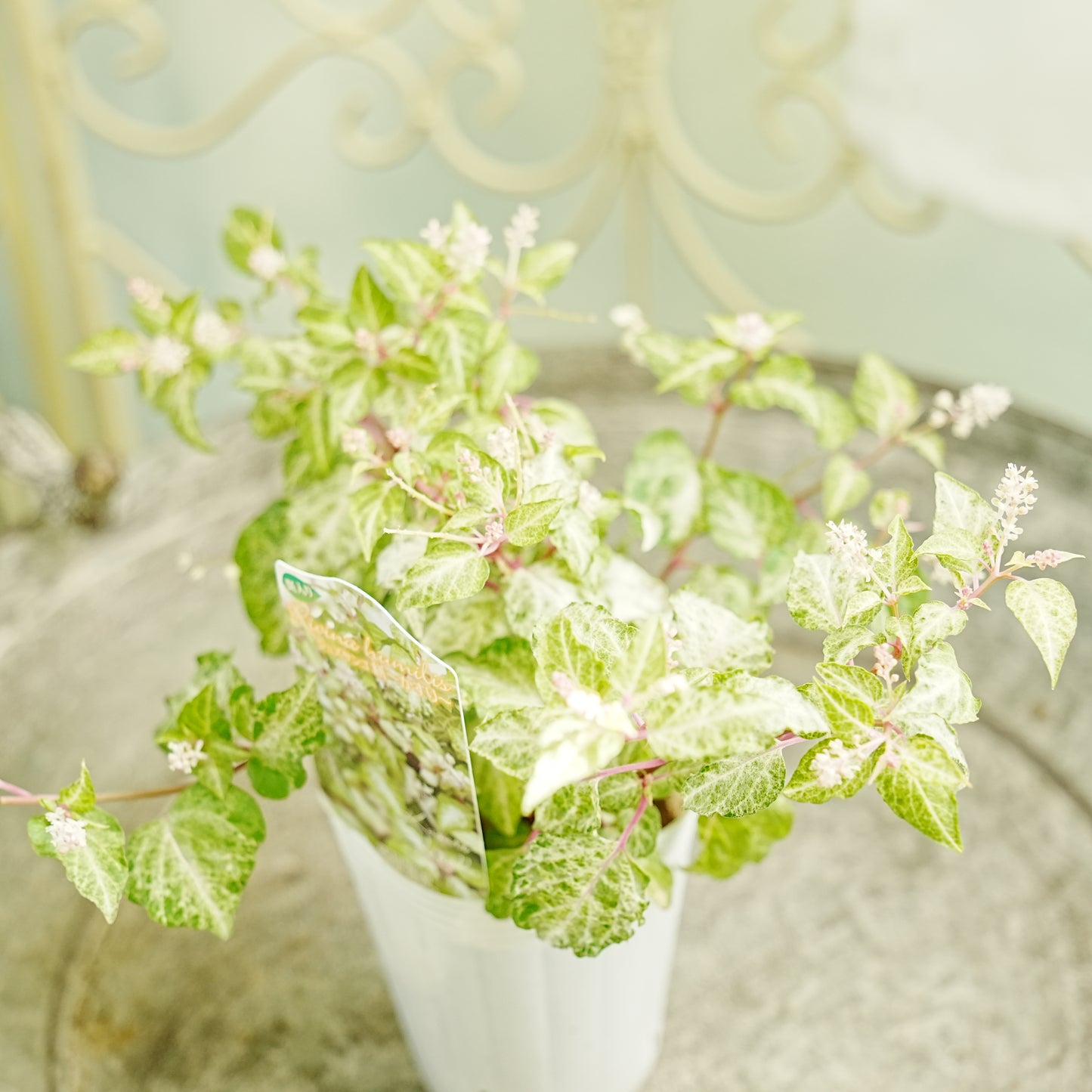 花越さん生産　斑入りジュズサンゴ【かすり】寄せ植えに使いやすいコンパクトなサイズ！