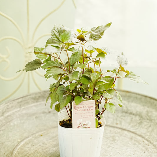 秋の寄せ植えや、花壇に。　【ユーパトリウム　チョコレート 】宿根草。