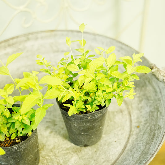 秋の寄せ植えや、花壇に。　シモツケ　ホワイトゴールド　