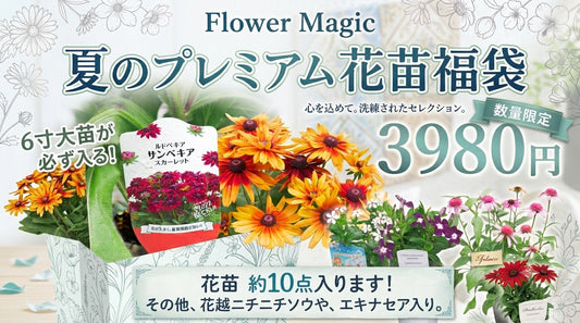 flowermagic、夏の花苗福袋！6寸巨大サンベキア入り！