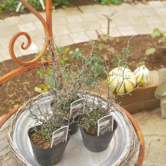 秋冬の寄せ植えにおススメ　コロキア　コトネアスター