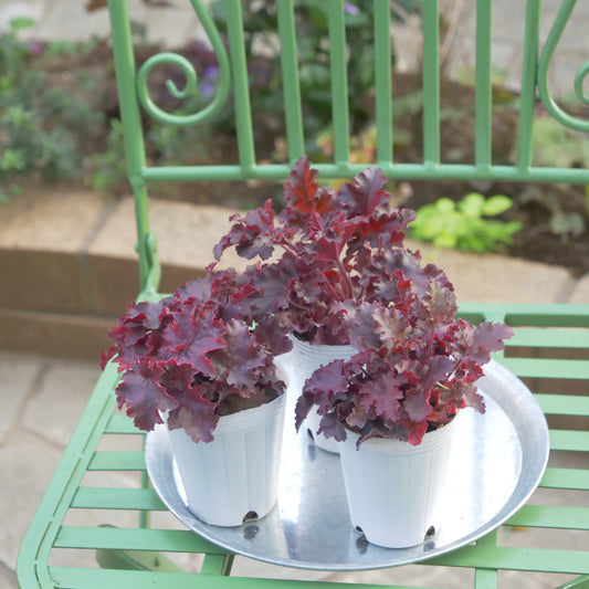 秋冬の花壇、寄せ植えにおススメ。ヒューケラ　メルティングファイヤー
