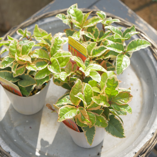 寄せ植えeasyシリーズ　ハルグリンさんの斑入りヤブコウジ　2～3本植え
