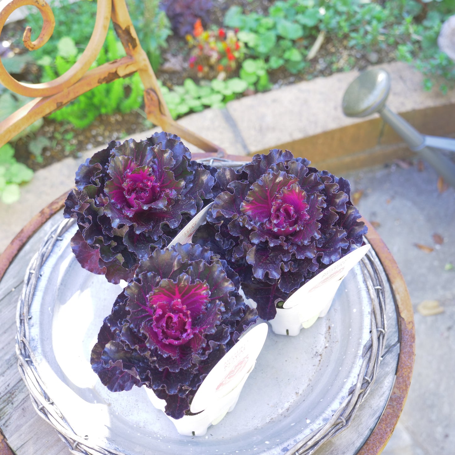 冬の庭、寄せ植えに　花芳さんオリジナルハボタン【光子ロイヤル】紫、フリルの葉