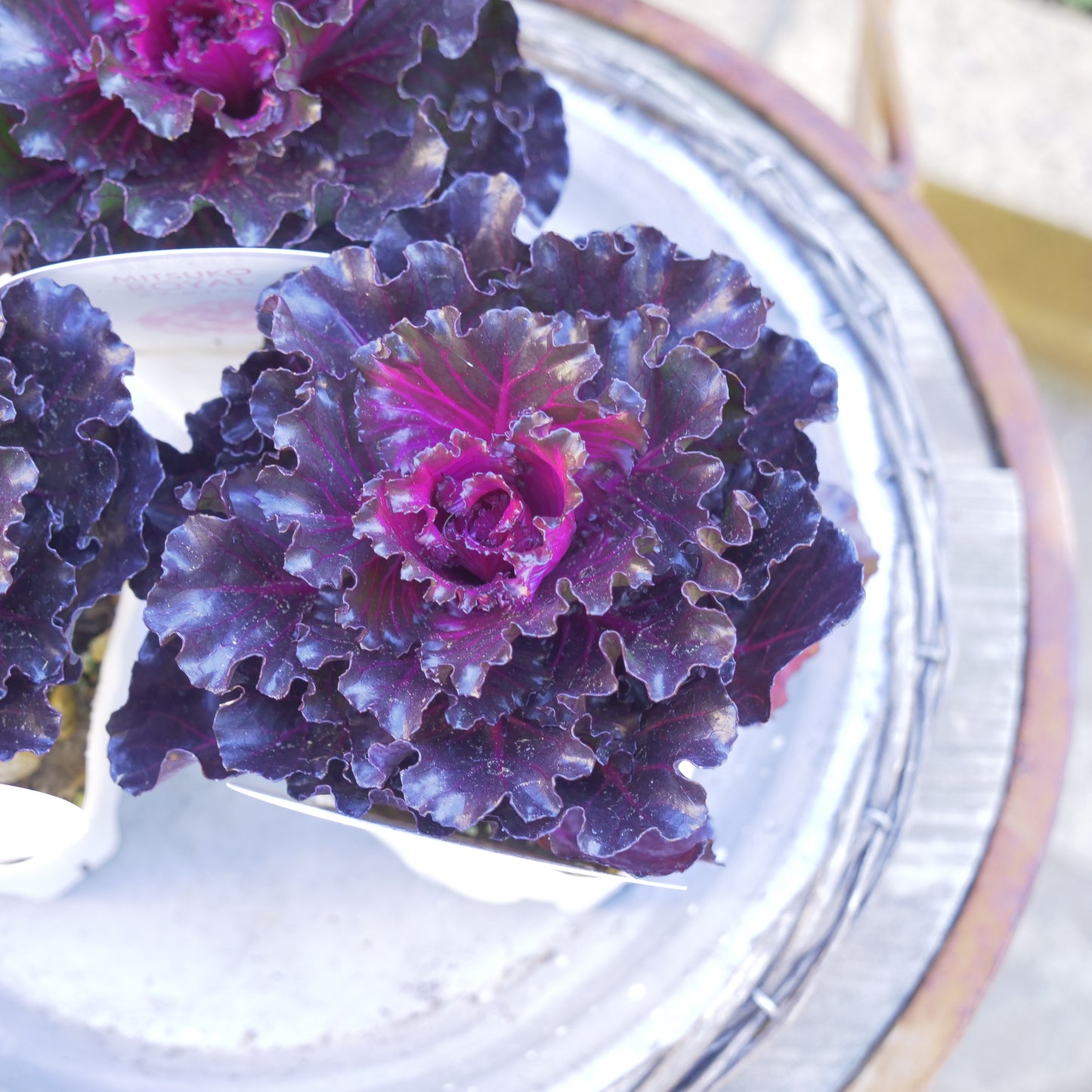 冬の庭、寄せ植えに　花芳さんオリジナルハボタン【光子ロイヤル】紫、フリルの葉