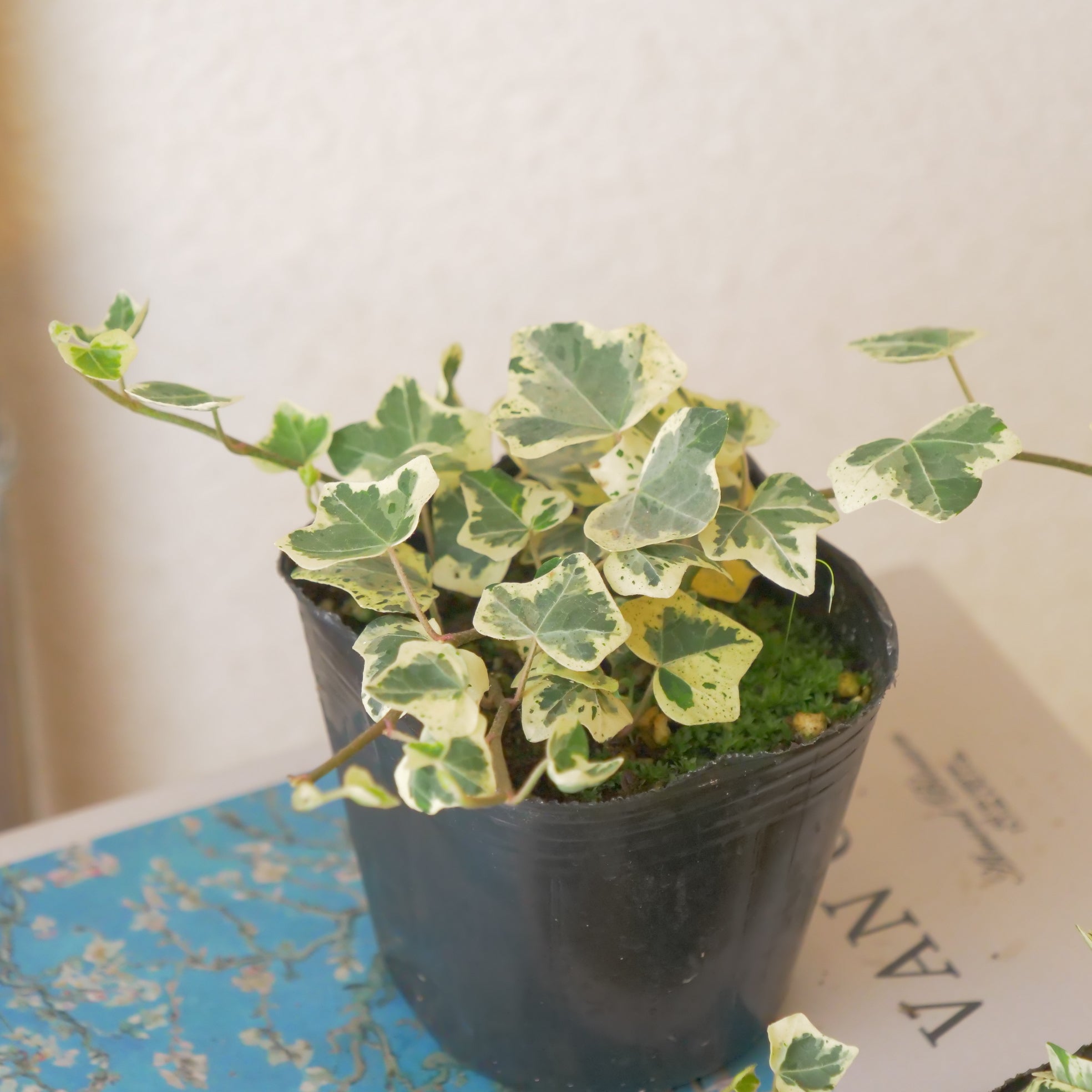 寄せ植えに。ヘデラ【カノン】