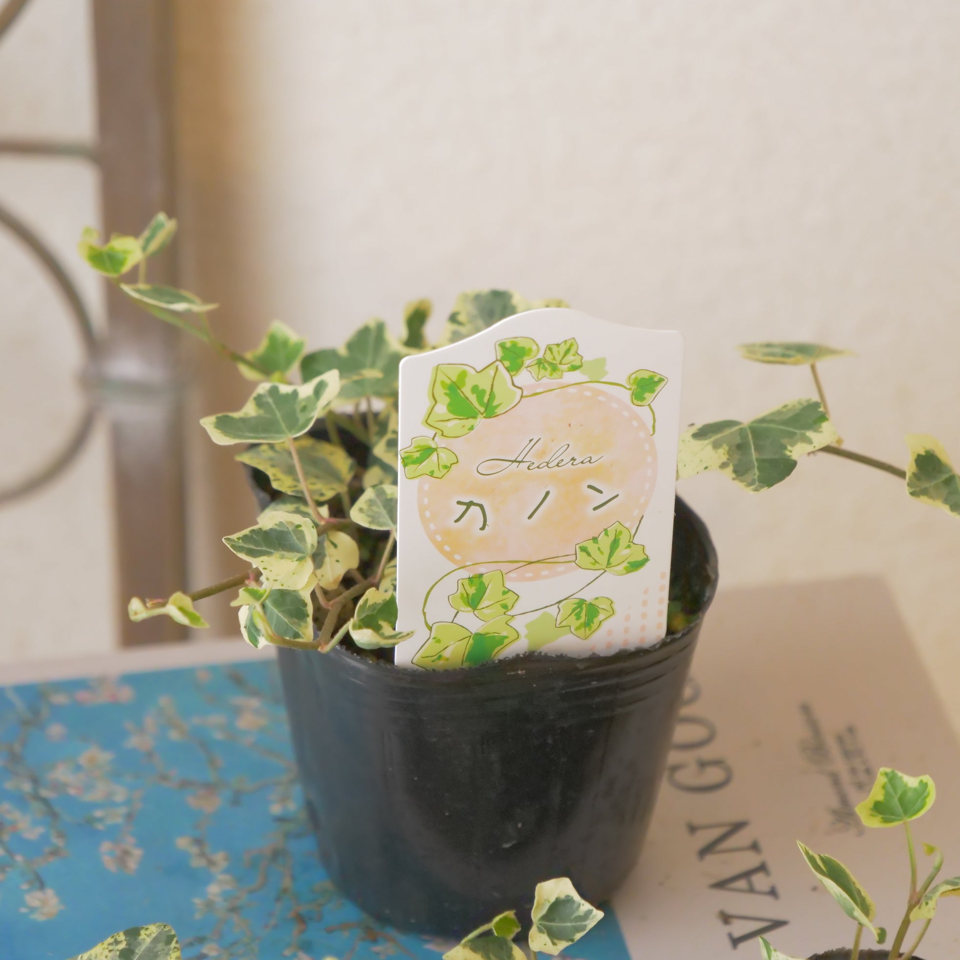 寄せ植えに。ヘデラ【カノン】