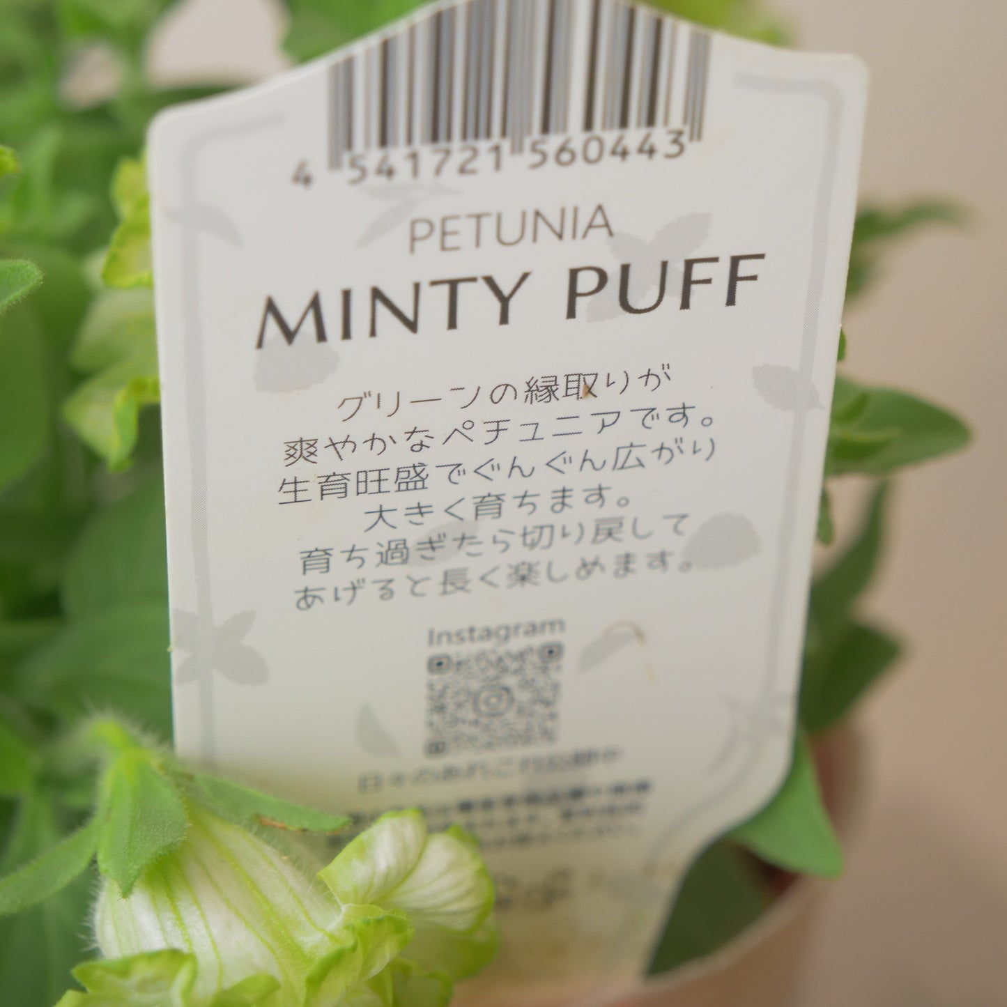 K-Plantsさんオリジナル　ペチュニア 【ミンティパフ】新品種