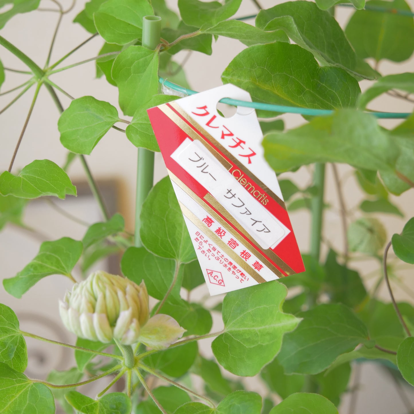 レア品種　八重咲きのクレマチス　【ブルーサファイア】6寸