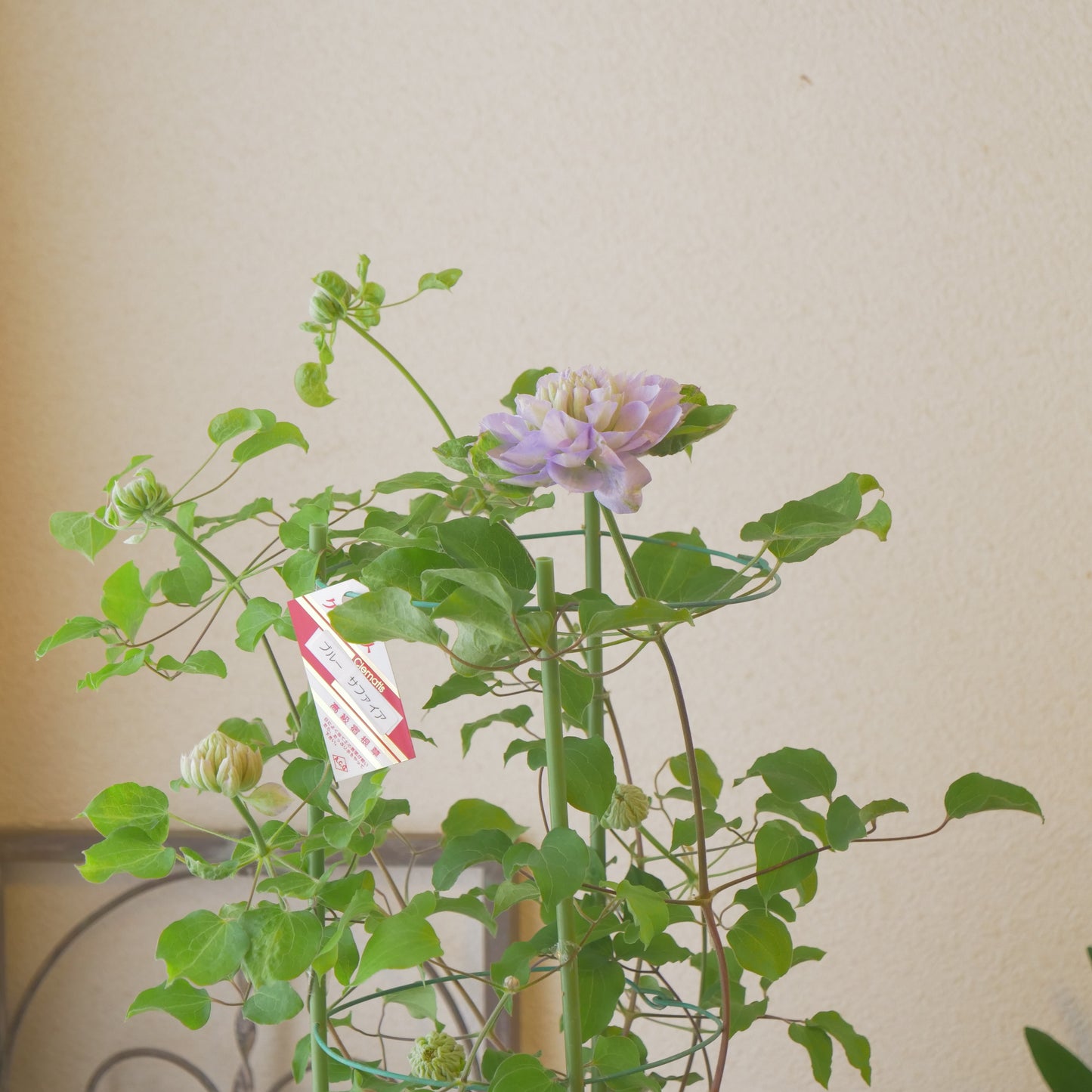 レア品種　八重咲きのクレマチス　【ブルーサファイア】6寸