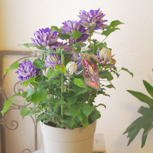 レア品種　豪華。八重咲きのクレマチス　新紫玉（シンシギョク）
