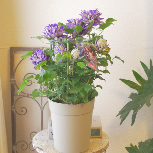 レア品種　豪華。八重咲きのクレマチス　新紫玉（シンシギョク）