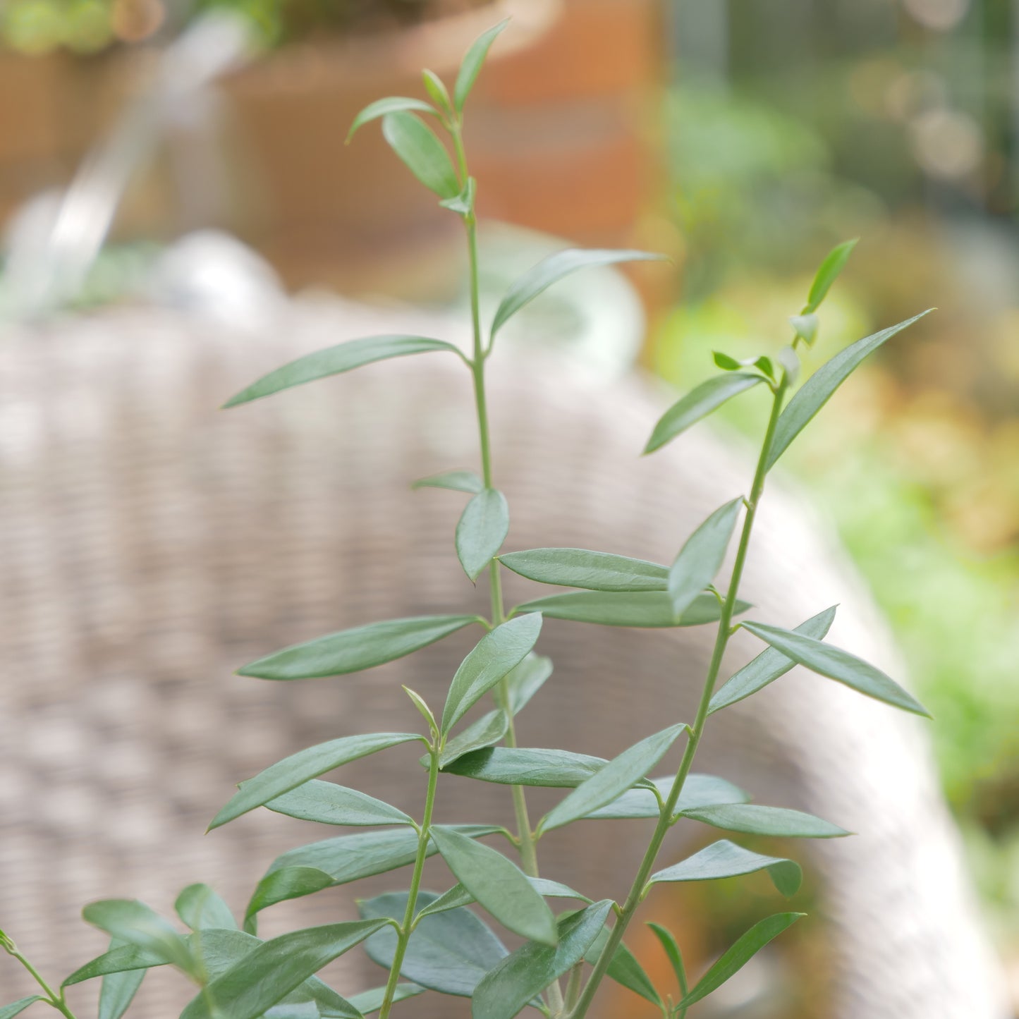 オリーブ 【エルグレコ】　寄せ植えにも使える、小さめの仕立て