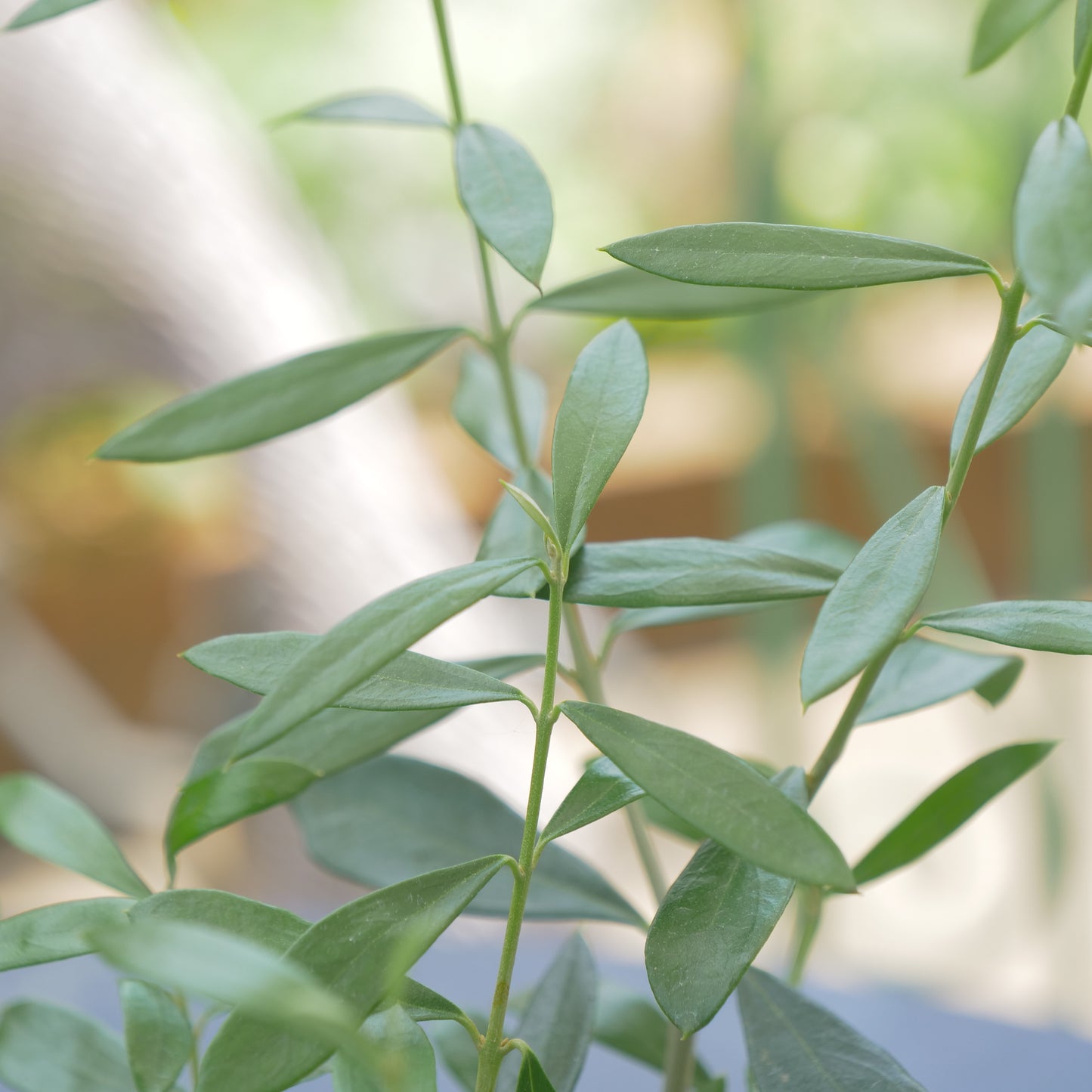 オリーブ 【エルグレコ】　寄せ植えにも使える、小さめの仕立て