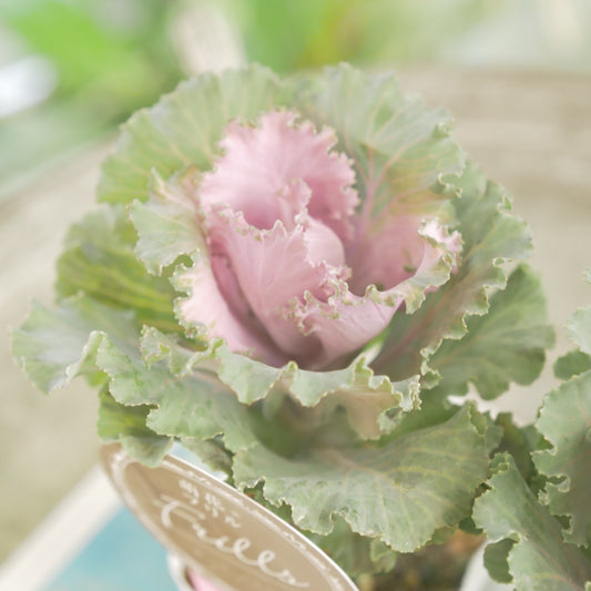 高見園芸さんオリジナルハボタン　萌花　フリル　暗めの葉色