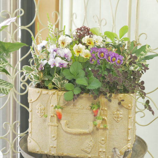 カバンに詰め込んだ、冬の花とリーフの寄せ植え　①番