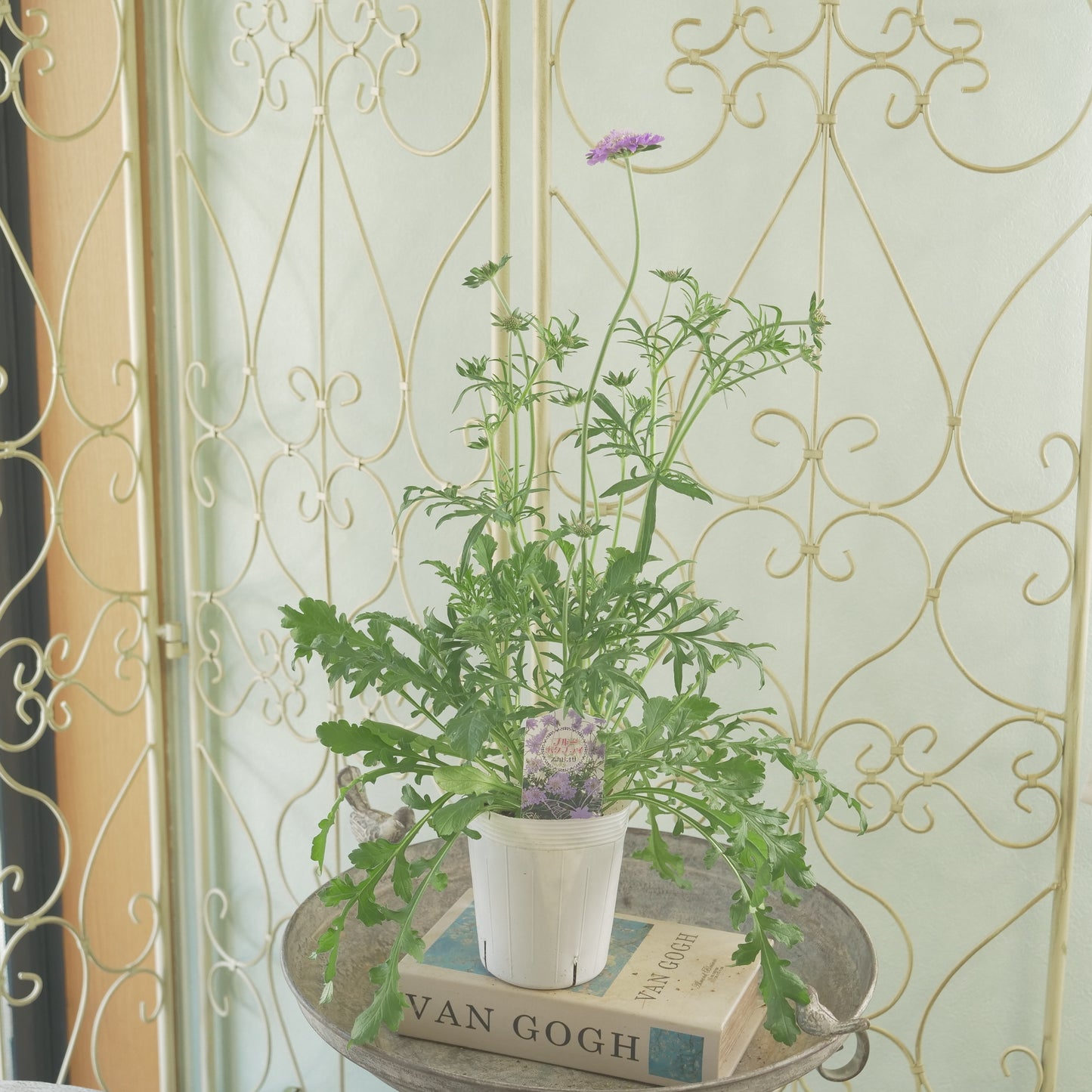 花壇、寄せ植えに。スカビオサ【バタフライブルー】