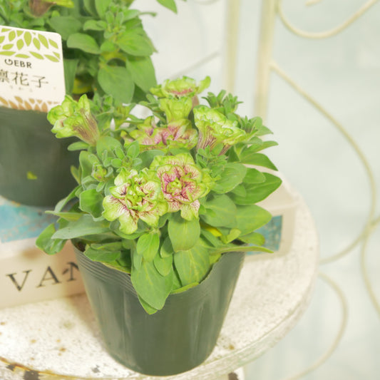 GEBRさんのペチュニア【凛花子】強健なペチュニア。大人気商品