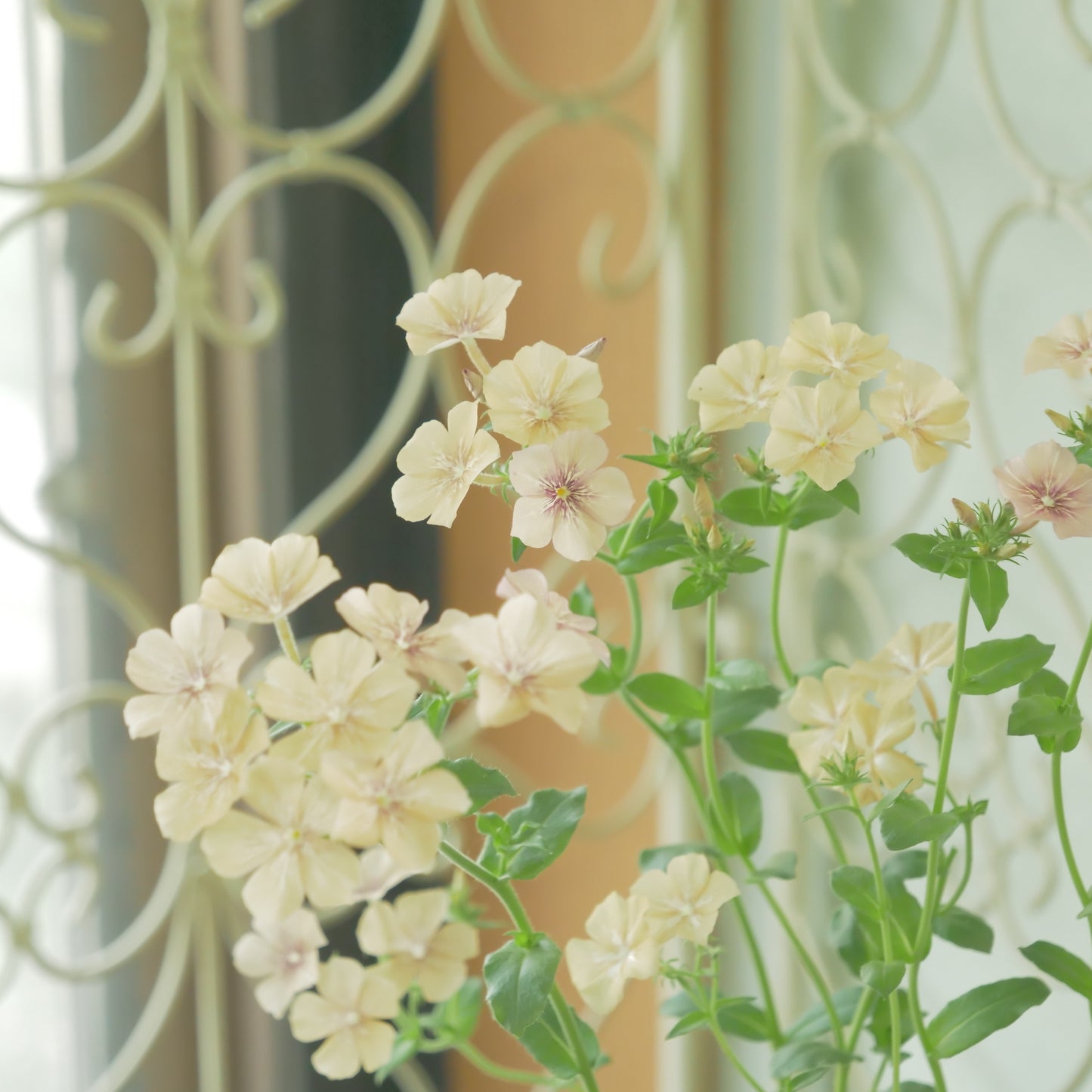 花越さん生産　フロックス　【クリームブリュレ】 2株植え