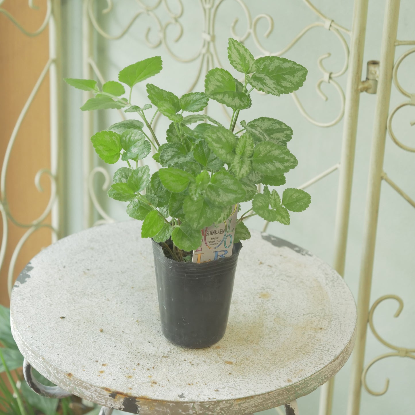 寄せ植えに。神花園さん生産。ラミウム　ガレオブドロン　2株植え。