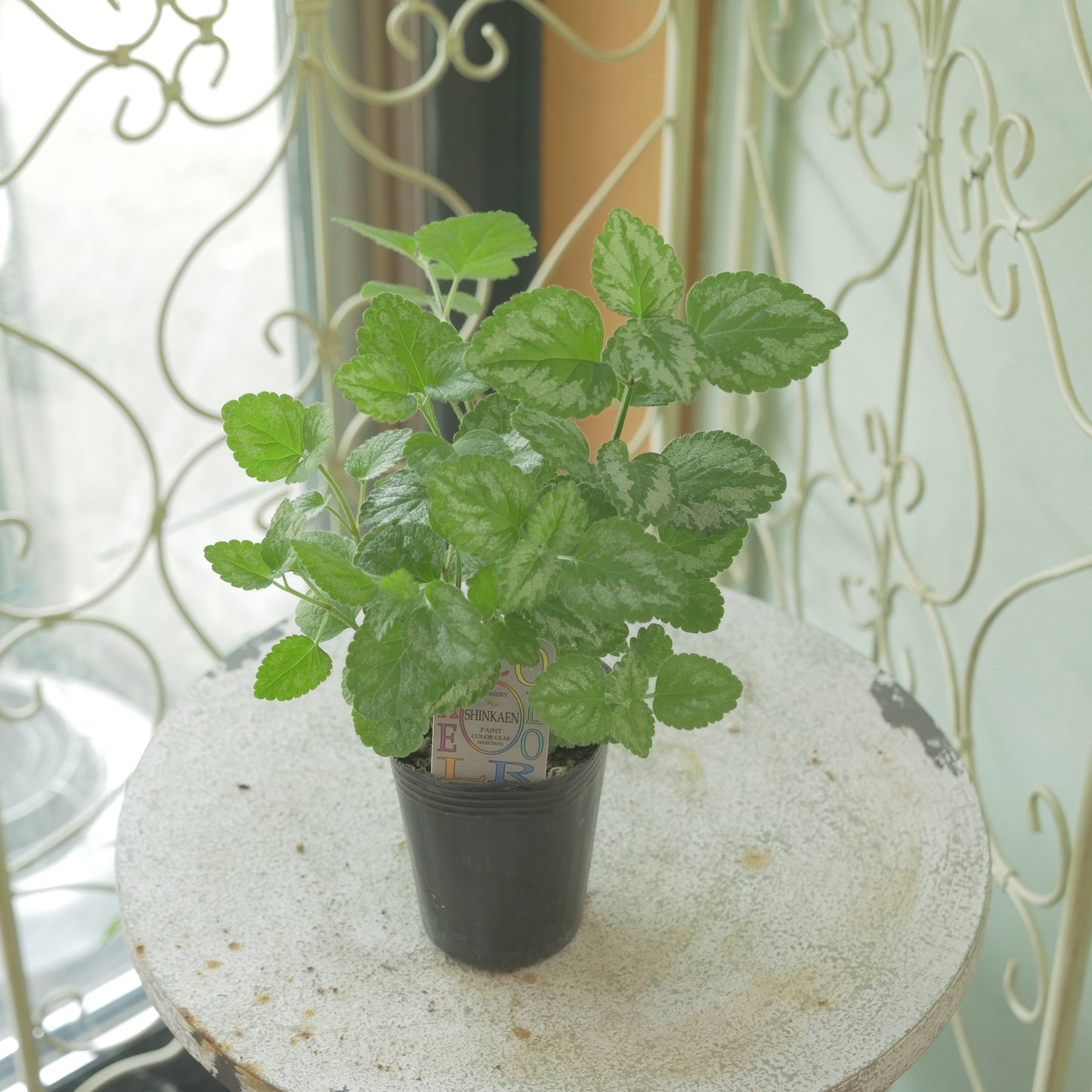 寄せ植えに。神花園さん生産。ラミウム　ガレオブドロン　2株植え。