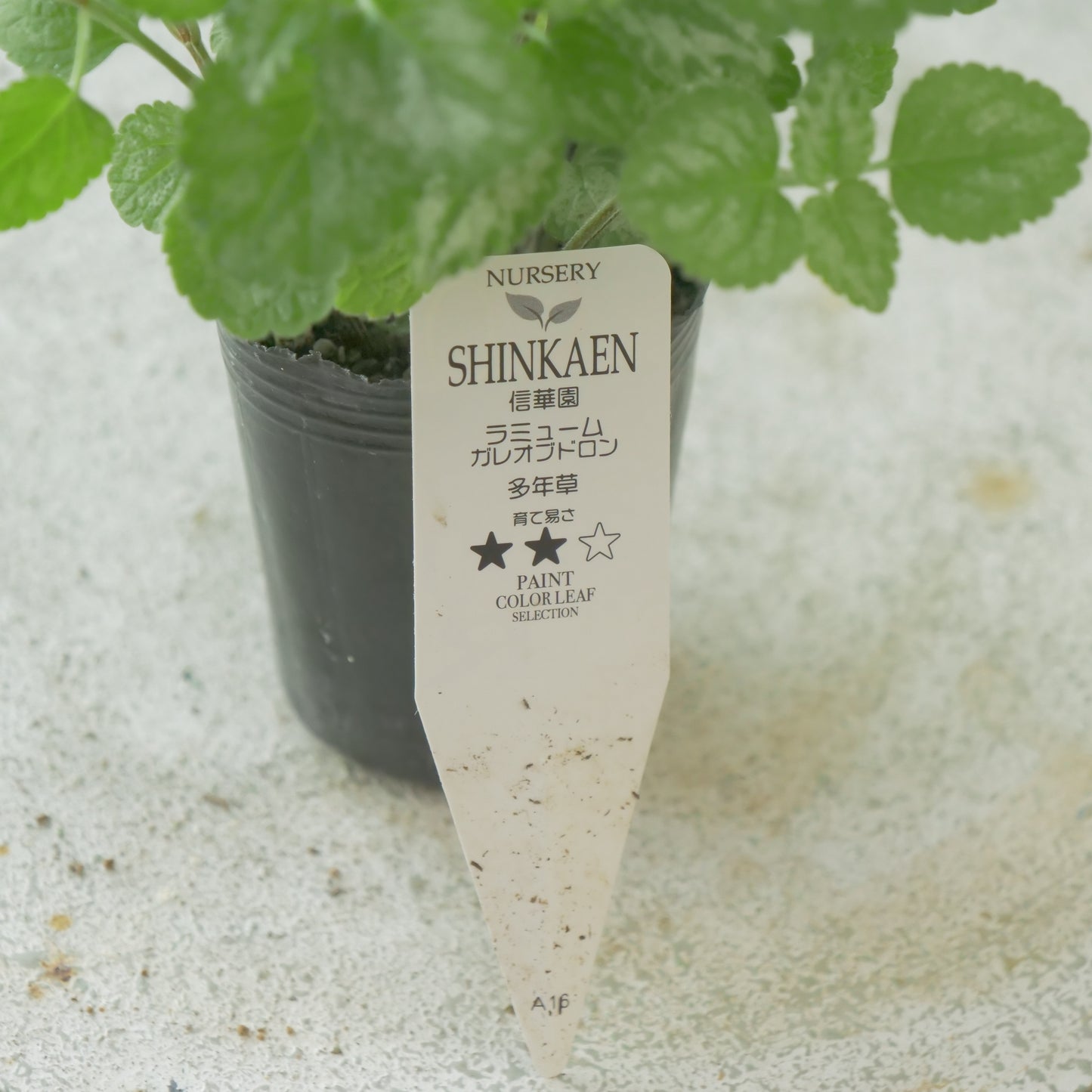 寄せ植えに。神花園さん生産。ラミウム　ガレオブドロン　2株植え。