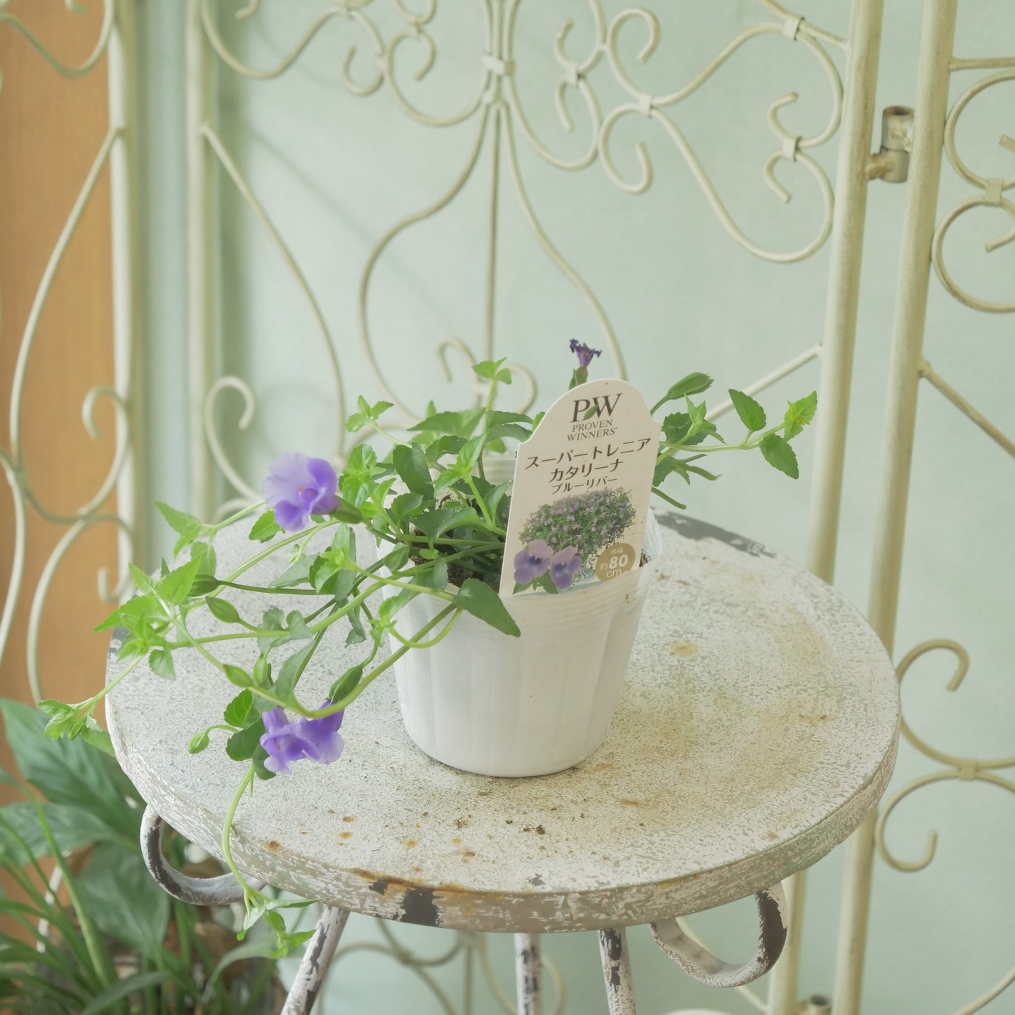 暑さに強い　スーパートレニア【ブルーリバー】花壇、寄せ植えにもおススメ