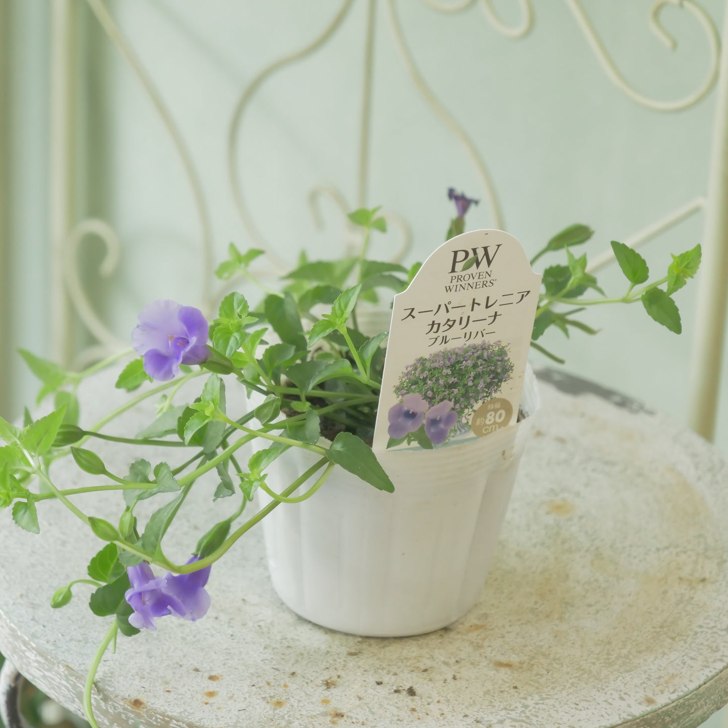 暑さに強い　スーパートレニア【ブルーリバー】花壇、寄せ植えにもおススメ