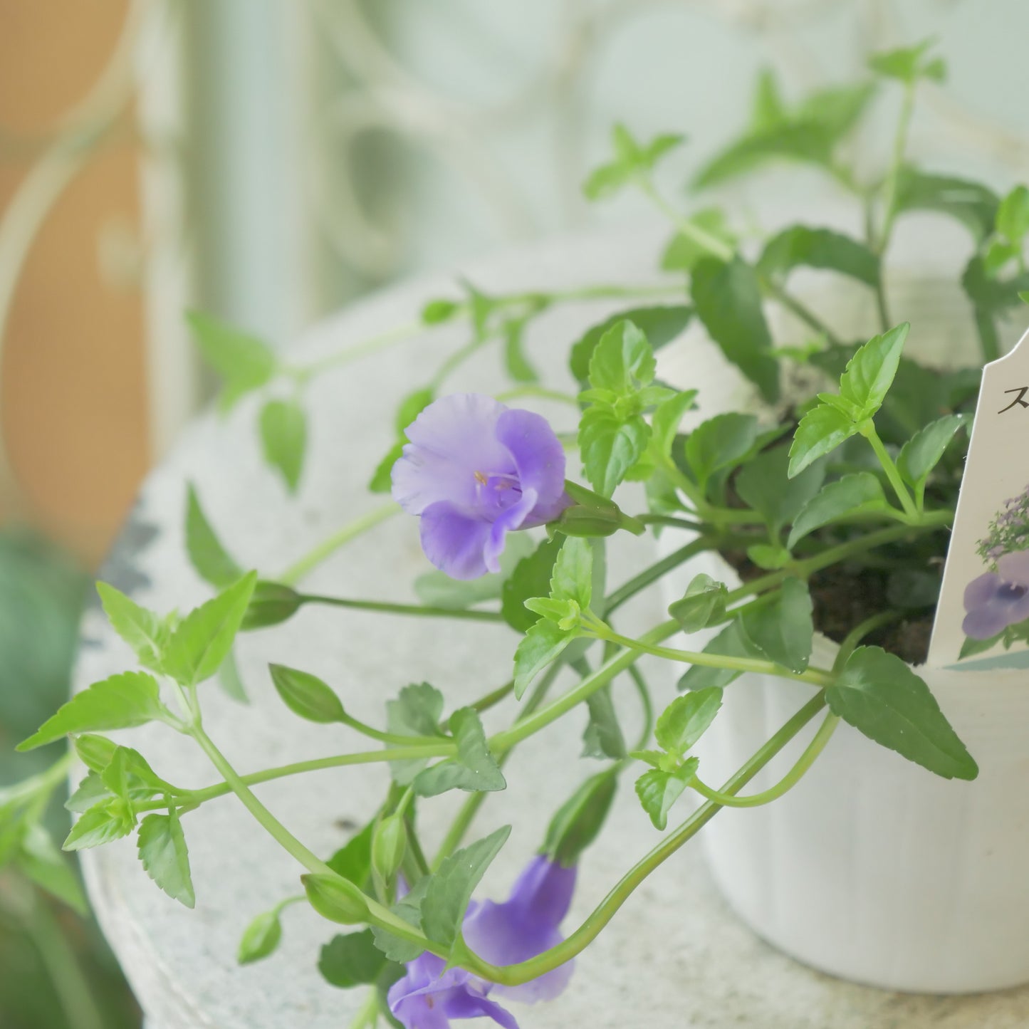 暑さに強い　スーパートレニア【ブルーリバー】花壇、寄せ植えにもおススメ