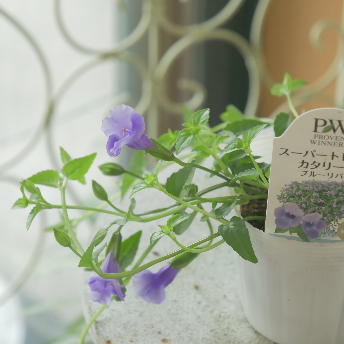 暑さに強い　スーパートレニア【ブルーリバー】花壇、寄せ植えにもおススメ