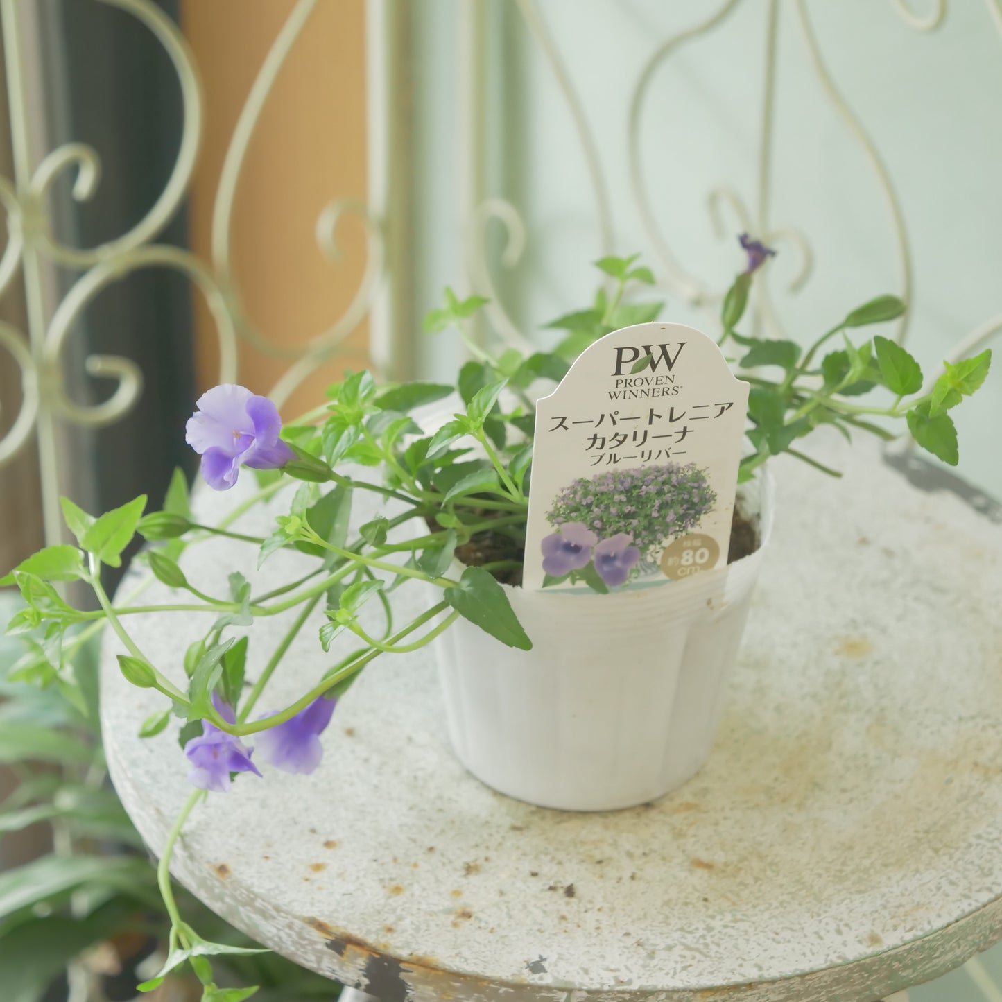 暑さに強い　スーパートレニア【ブルーリバー】花壇、寄せ植えにもおススメ