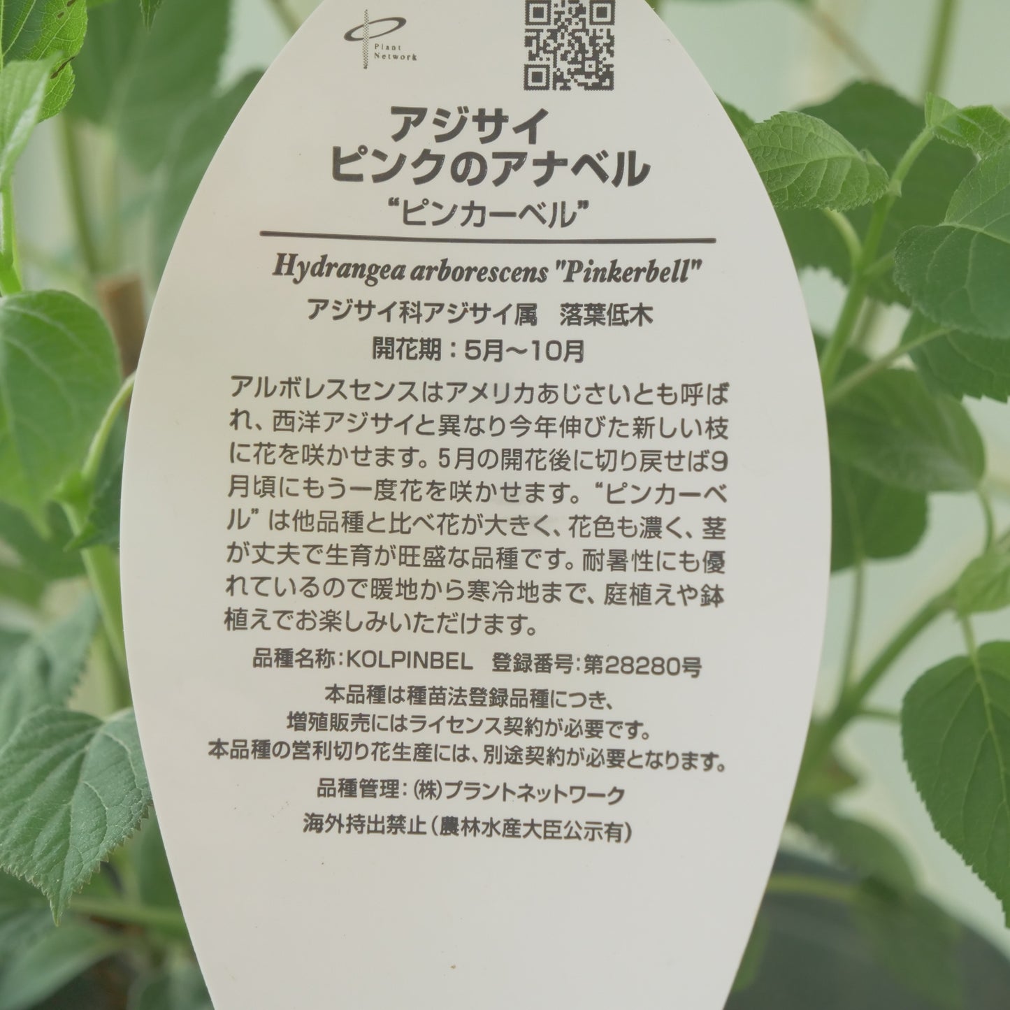 ピンクのアナベル【ピンカーベル】大株 6寸