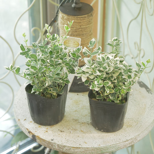 寄せ植えに！強いリーフ。ツルマサキエメラルドガウディ
