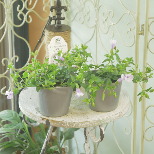 暑さに強い　スーパートレニア【アイスリバー】花壇、寄せ植えにもおススメ