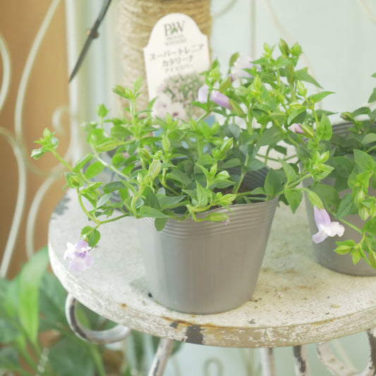 暑さに強い　スーパートレニア【アイスリバー】花壇、寄せ植えにもおススメ
