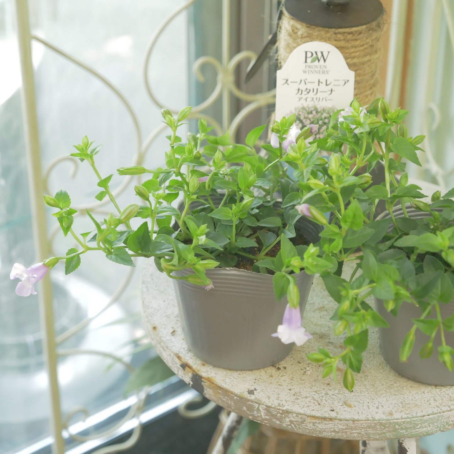 暑さに強い　スーパートレニア【アイスリバー】花壇、寄せ植えにもおススメ