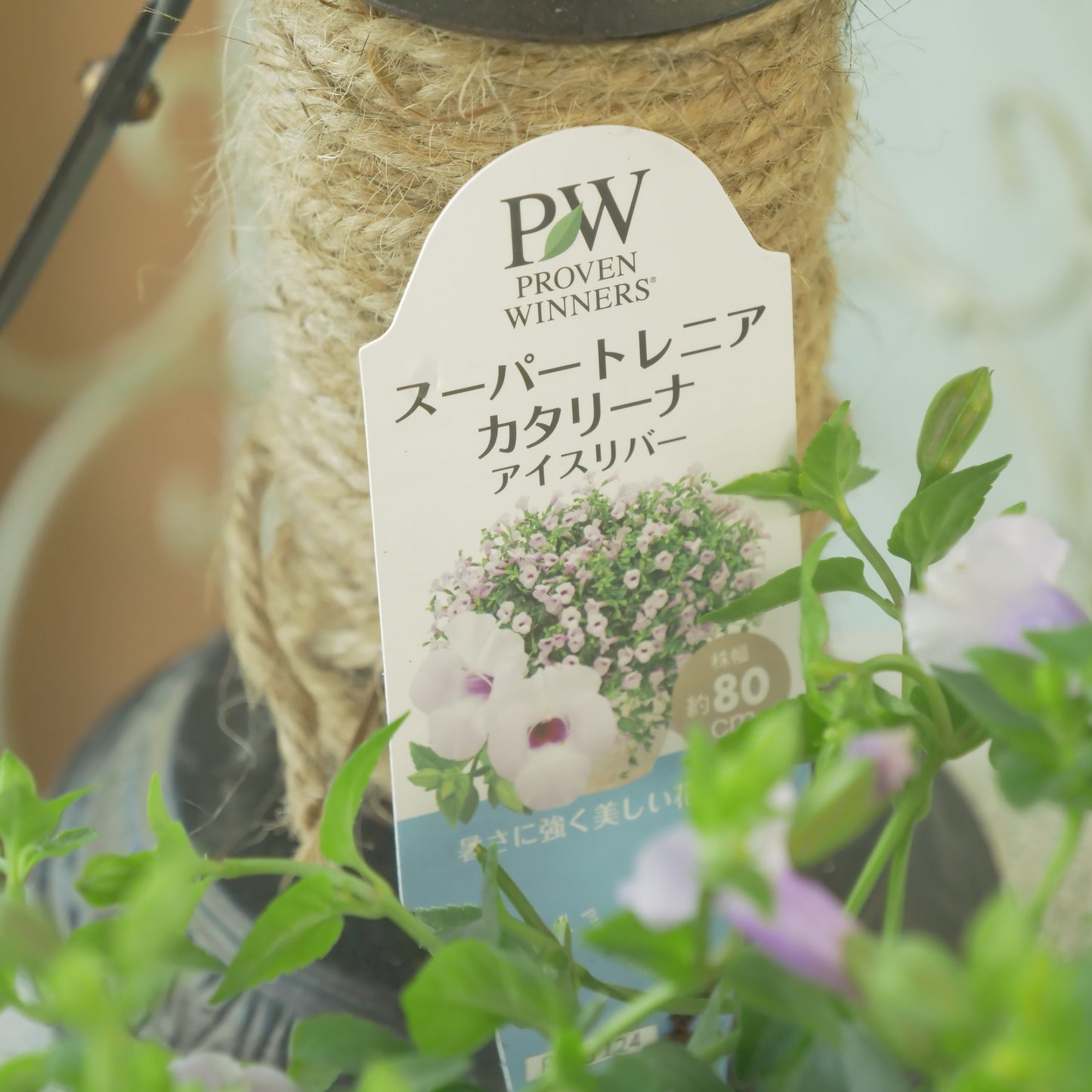 暑さに強い　スーパートレニア【アイスリバー】花壇、寄せ植えにもおススメ