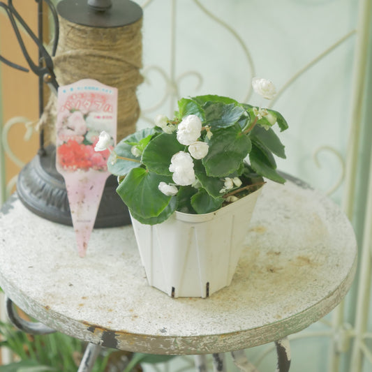 花越さん生産。ベゴニア　パソダブル　ホワイト