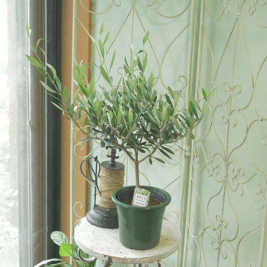 オリーブ 【コロネイキ】 スタンド仕立て