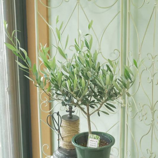 オリーブ 【コロネイキ】 スタンド仕立て