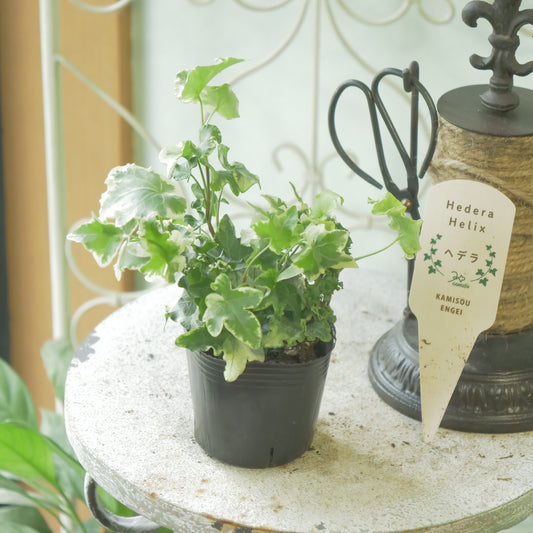 寄せ植えに。ヘデラ　ヘリックス【セシリア】