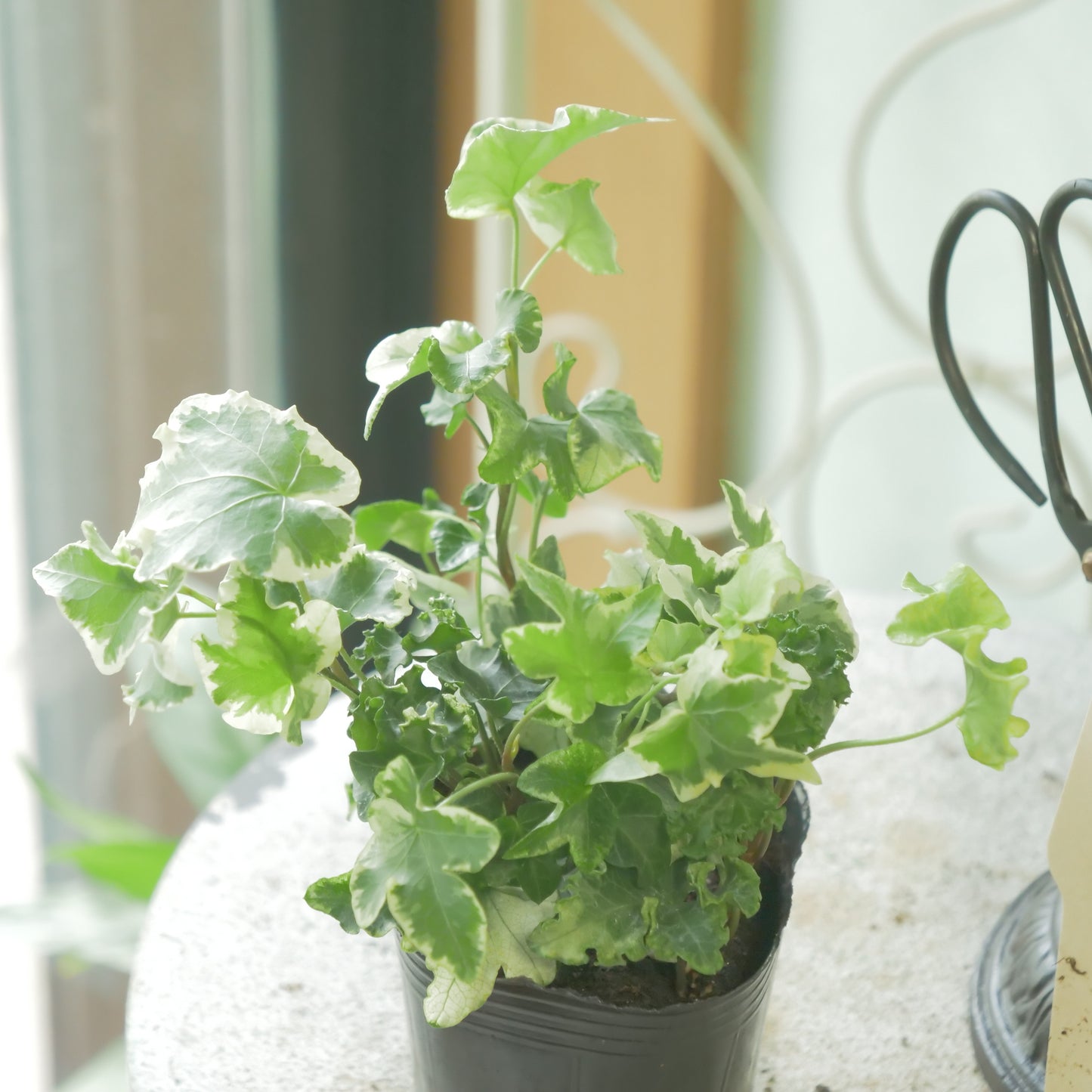 寄せ植えに。ヘデラ　ヘリックス【セシリア】