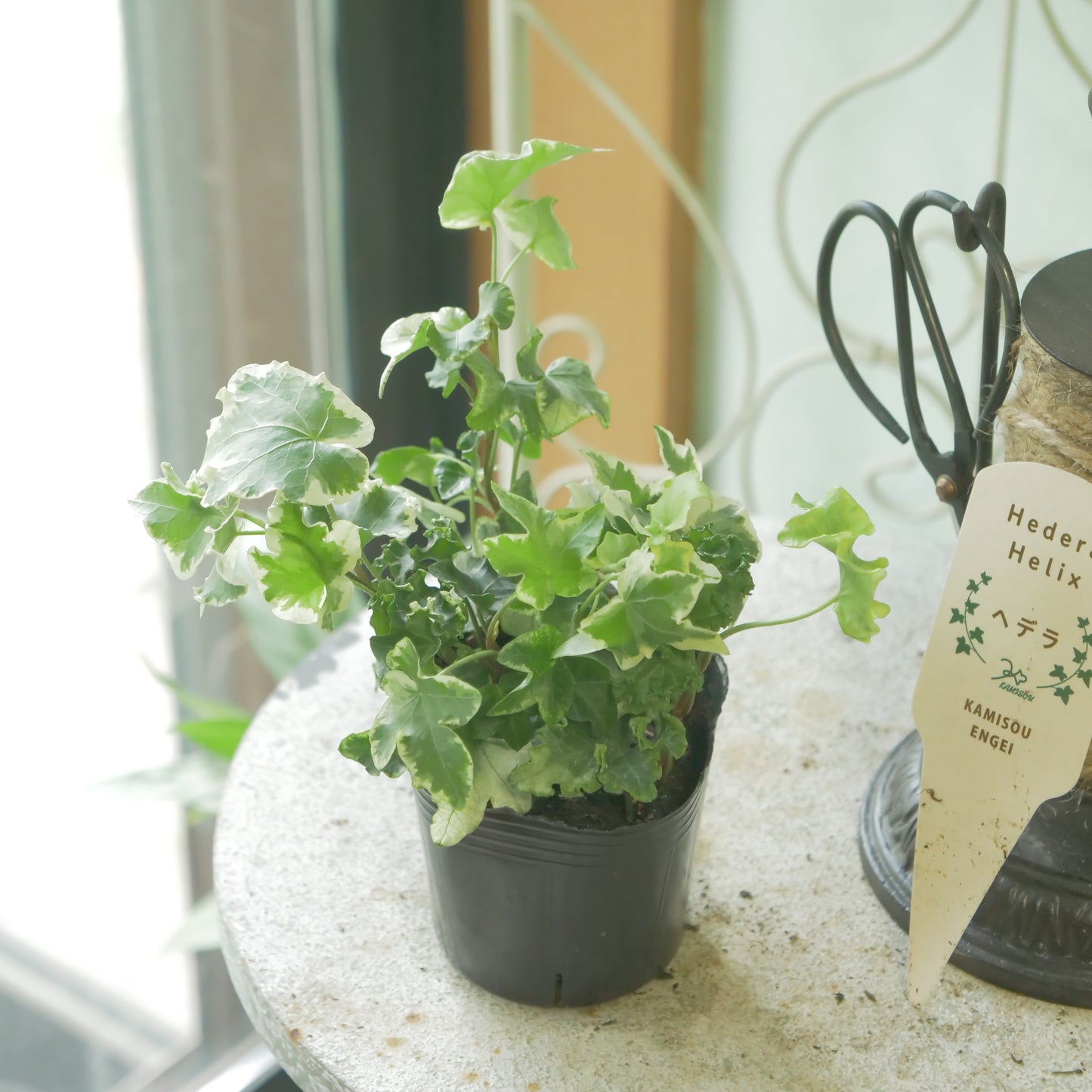 寄せ植えに。ヘデラ　ヘリックス【セシリア】