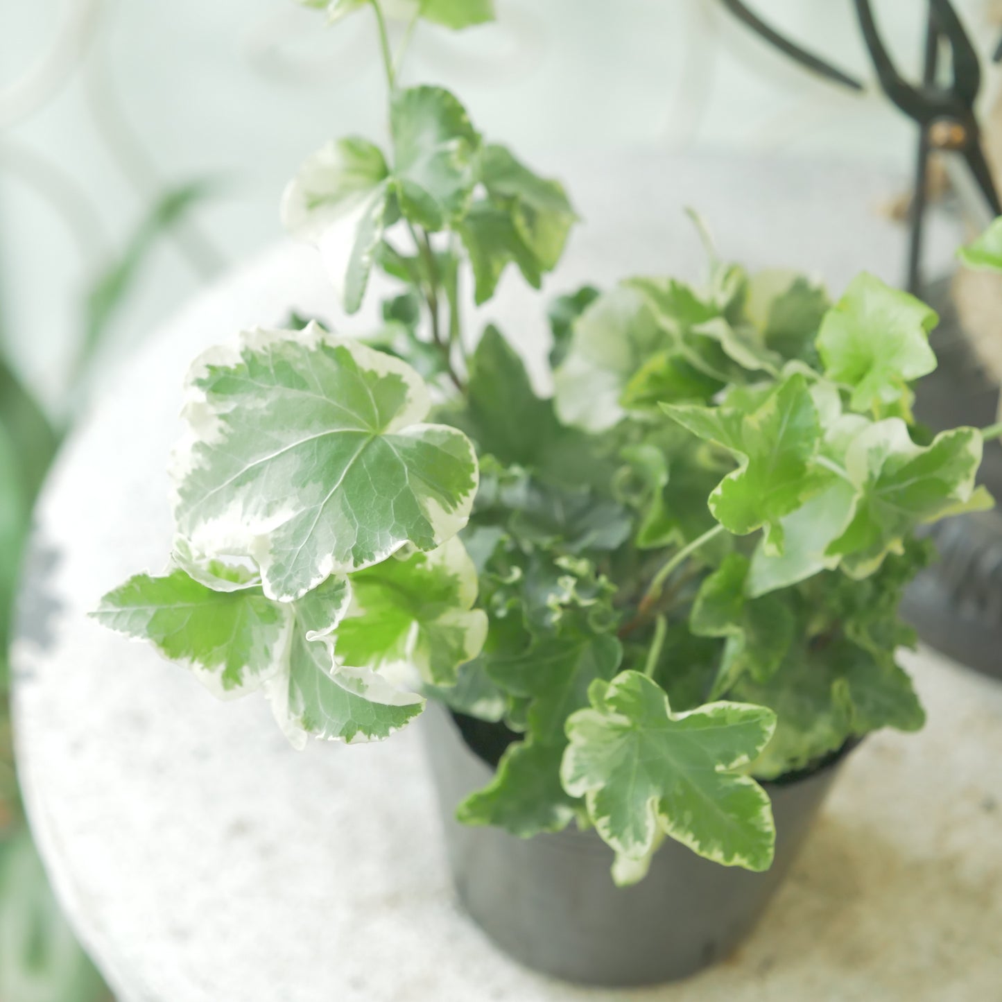 寄せ植えに。ヘデラ　ヘリックス【セシリア】