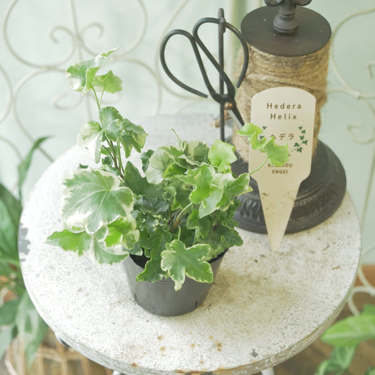 寄せ植えに。ヘデラ　ヘリックス【セシリア】