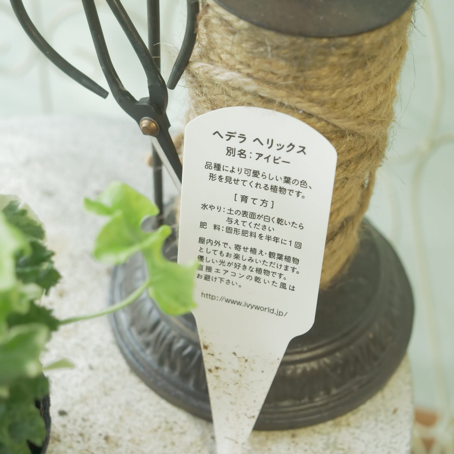 寄せ植えに。ヘデラ　ヘリックス【セシリア】