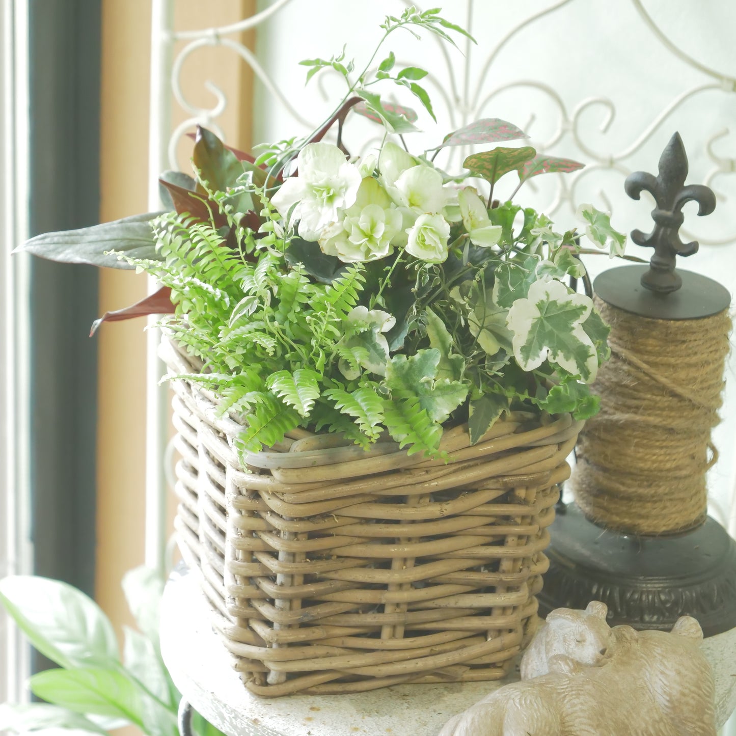 寄せ植えに。ヘデラ　ヘリックス【セシリア】
